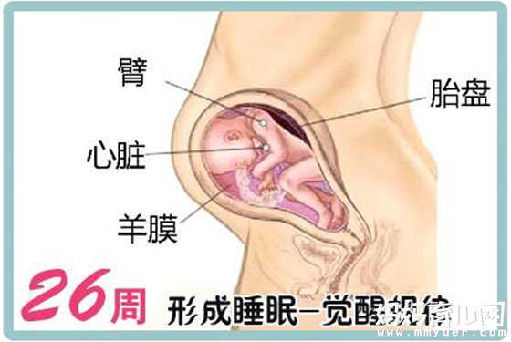 55岁供卵失败案例，一张怀孕七个月的胎儿图解秘7个月胎儿的发育情况